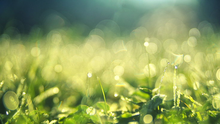 © pixabay.com green grass