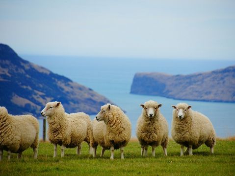 (c) new zealand sheep Martin Str auf Pixabay 