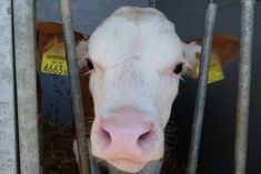 face of a cow in stable