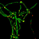 Fotonachweis: Fungal Genetics & Genomics Unit (BOKU)